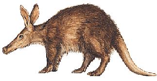 aardvark2.jpg